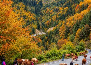 Trabzon'da yaylacıların renkli dönüş yolculuğu