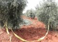 Traktörden düşen çiftçi öldü