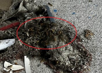 Çatı temizliği sırasında aynı aileden 4 kişiye arılar saldırdı
