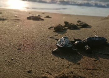 Kuşadası’nda yuvada sıkışan 22 caretta caretta yavrusu denizle buluşturuldu