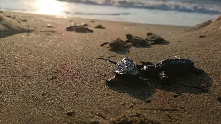 Kuşadası’nda yuvada sıkışan 22 caretta caretta yavrusu denizle buluşturuldu