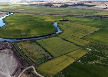 Edirne’de hasadı başlayan ‘beyaz altın’ çeltikte, üretici verimden memnun