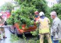 Kadıköy’de park halindeki otomobilin üzerine ağaç devrildi