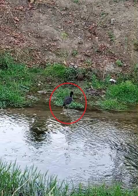 Nadir görülen karaleylek, dere kenarında görüntülendi