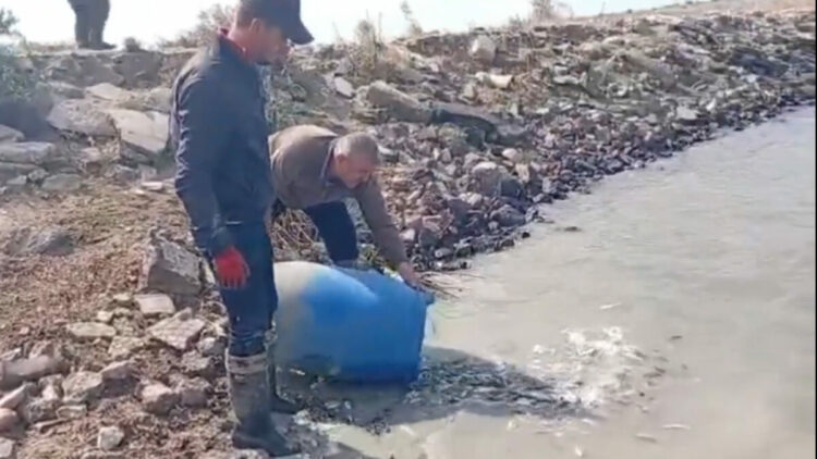 Sulama kanallarında mahsur kalan binlerce balık göletlere taşındı
