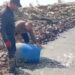Sulama kanallarında mahsur kalan binlerce balık göletlere taşındı