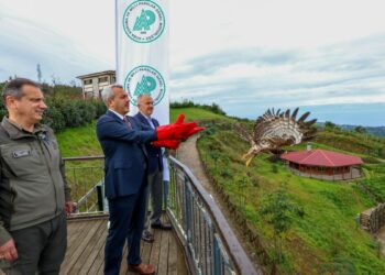 Rize'de tedavisi tamamlanan arı şahinleri çip takılarak doğaya salındı
