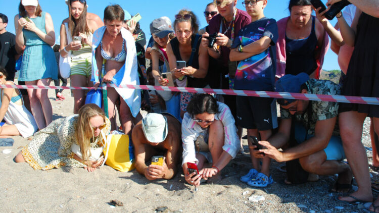 Çıralı'da son yuva açıldı; bu yıl 3 bin 458 yavru caretta caretta denizle buluştu
