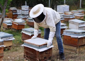 Iğdır'da kayısı çiçeği balı hasadı