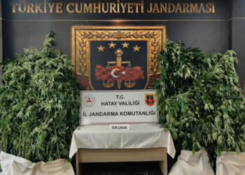 Hatay'da dev operasyon: 371 kök kenevir ele geçirildi