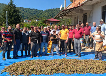 Ölen kız kardeşlerin bahçesindeki fındığın hasadını imece usulü mahalleli yaptı
