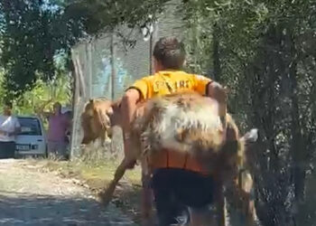 2 kuzen orman yangını sırasında rahatsızlanan keçiyi sırtlarında taşıdı