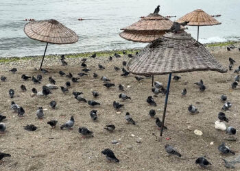 Avcılar’da havalar serinledi, sahil güvercinlere kaldı