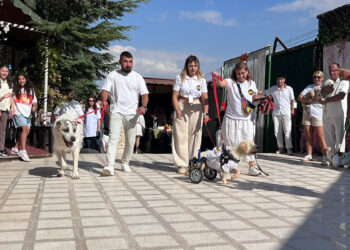 Ankara'da yüzleri gülümseten etkinlik: 19 köpek sahiplendirilmek için podyuma çıktı