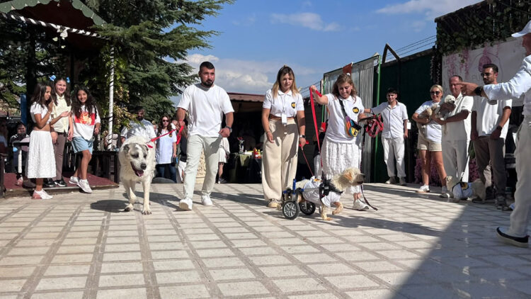 Ankara'da yüzleri gülümseten etkinlik: 19 köpek sahiplendirilmek için podyuma çıktı