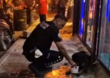 Sokak köpeğini av tüfeğiyle yaralayan şüpheli gözaltına alındı