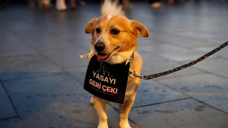 Hayvanseverler soruyor: 4 milyon köpek nerede?