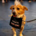 Hayvanseverler soruyor: 4 milyon köpek nerede?