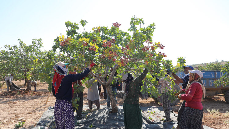 Bahçeyle, tezgâh arasında uçurum var: 'Yeşil altın' bahçede 395, tezgâhta 550 lira