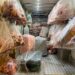 2 ton 809 kilo menşei belirsiz et ve sakatat ele geçirildi