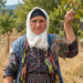 Annesiyle başladığı çitlembik mesaisini 78 yaşında sürdürüyor