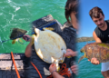 Milas'ta pet şişe bağlanmış caretta carettayı denize açılıp kurtardılar