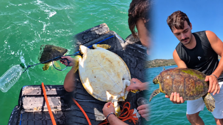Milas'ta pet şişe bağlanmış caretta carettayı denize açılıp kurtardılar