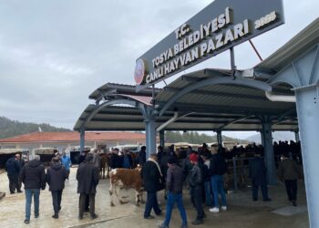 Kastamonu’da şap hastalığı alarmı! Tosya Canlı Hayvan Pazarı kapatıldı