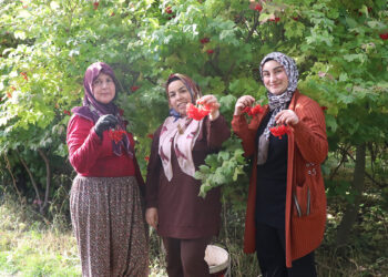 Böbrek taşının doğal ilacı: Kayseri'nin 'kırmızı altını' gilaburuda bereketli sezon