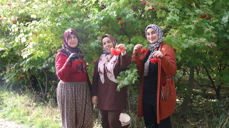 Böbrek taşının doğal ilacı: Kayseri'nin 'kırmızı altını' gilaburuda bereketli sezon