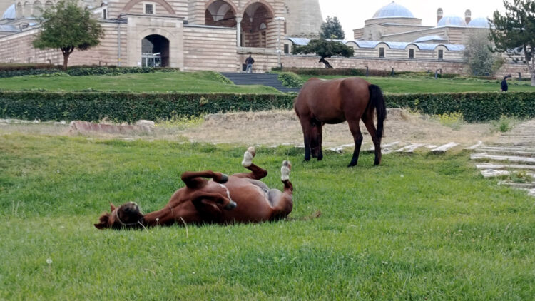 Selimiye Camisi meydanında başıboş 3 at otlarken görüldü