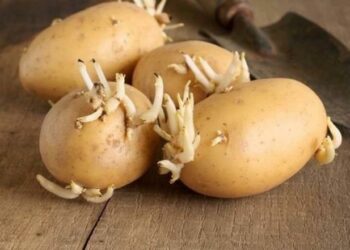Filizlenmiş patates yenir mi? Ne zaman atılmalı?