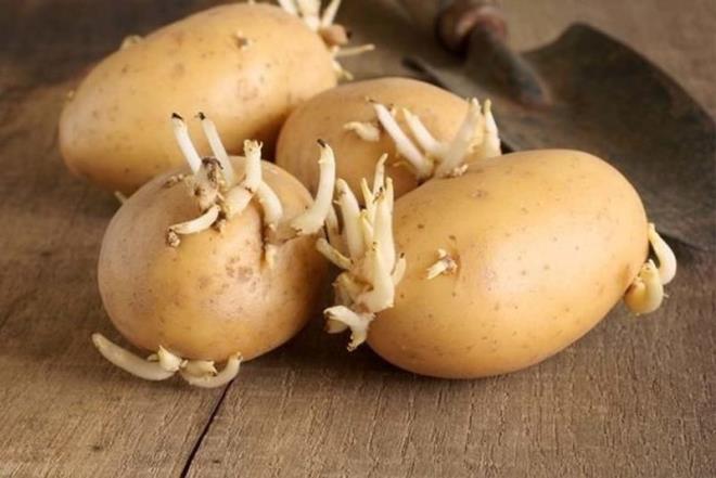 Filizlenmiş patates yenir mi? Ne zaman atılmalı?