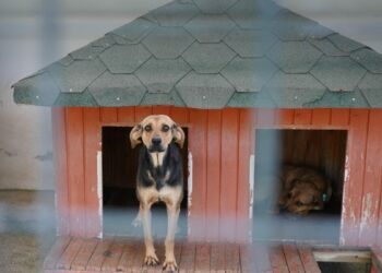 Yangında kurtarılan köpekler yuva bekliyor