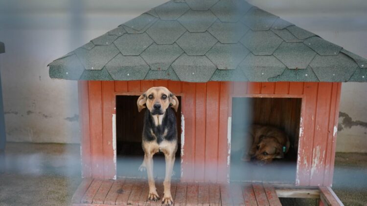 Yangında kurtarılan köpekler yuva bekliyor