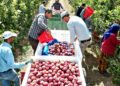 Geçen yıl don vuran Yeşilhisar elması, bu yıl üreticinin yüzünü güldürdü