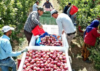 Geçen yıl don vuran Yeşilhisar elması, bu yıl üreticinin yüzünü güldürdü