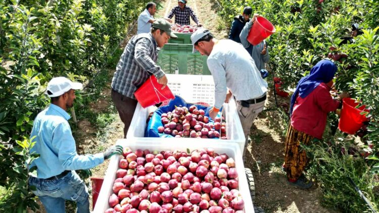 Geçen yıl don vuran Yeşilhisar elması, bu yıl üreticinin yüzünü güldürdü