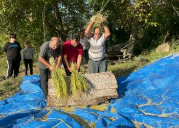 Artvin'de geleneksel yöntemlerle çeltik hasadı