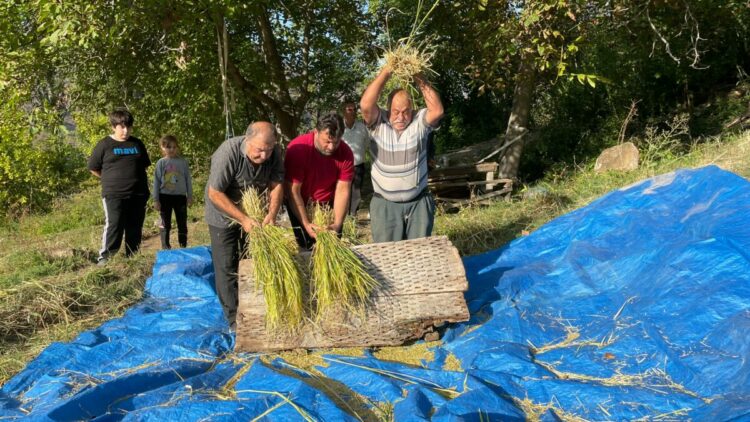 Artvin'de geleneksel yöntemlerle çeltik hasadı