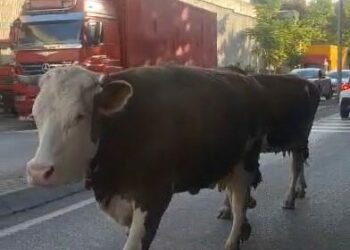 Ataşehir'de caddede başıboş gezen inekler kamerada