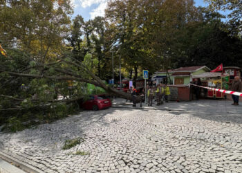 Şişli'de ağaç park halindeki otomobilin üzerine devrildi