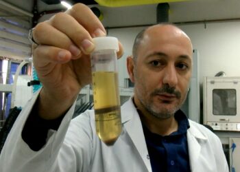 Hayvan yemi olarak kullanılan fındık posası, tüketilebilir protein kaynağına dönüşecek