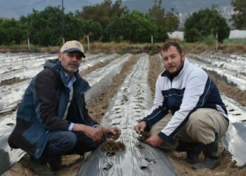 oğul, ata toprağında organik tarım yapıyor