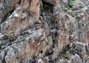 Yaban keçileri Keşiş Dağları'nda sürü halinde görüntülendi