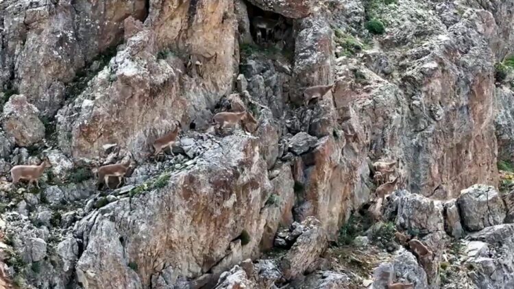 Yaban keçileri Keşiş Dağları'nda sürü halinde görüntülendi