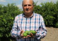 Adana'da yeni sezon limona 'yatak limon' engeli