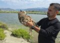Hatay'da vurulan puhu cinsi baykuş, tedaviye alındı