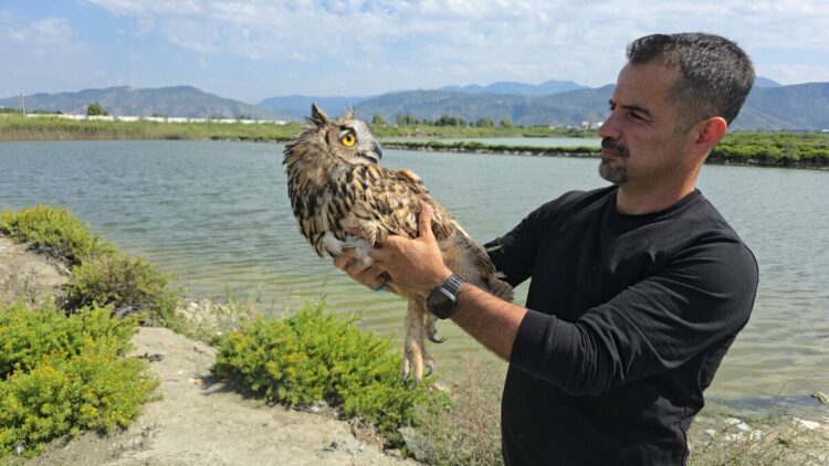 Hatay'da vurulan puhu cinsi baykuş, tedaviye alındı