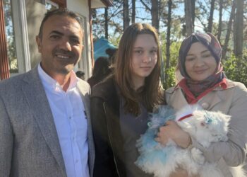 Tokat'ta kediler güzellik yarışmasında podyuma çıktı
